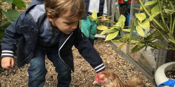 Meeting the chickens